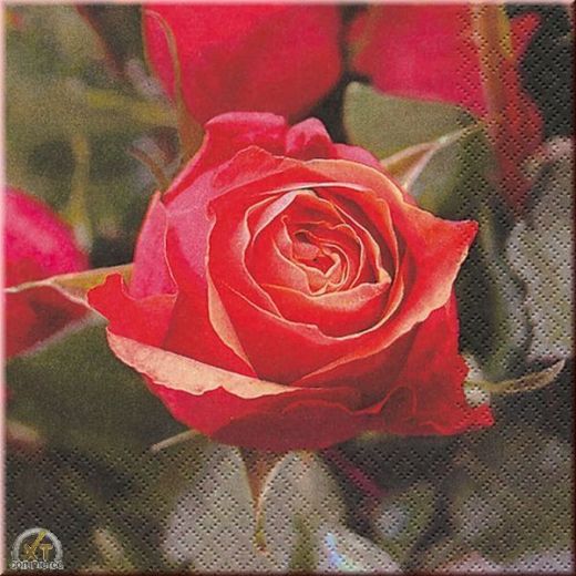 Tissue Servietten 33 x 33 cm Rose (Restbestand)