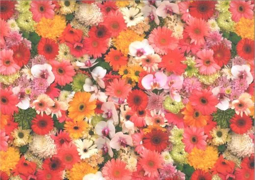 Motiv-Fotokarton 300g/qm 49,5x68cm Sommerblumen