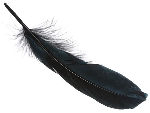 G�nsefedern, schwarz, 16-21cm