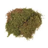 Plattenmoos getrocknet 100g