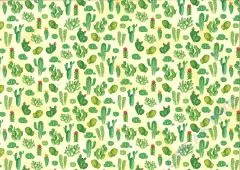 Motiv-Fotokarton 300g/qm 49,5x68cm Kakteen