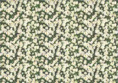 Motiv-Fotokarton 300g/qm 49,5x68cm G�nsebl�mchen