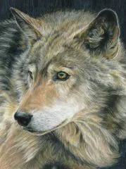 Malen nach Zahlen mit Buntstiften - Wolf